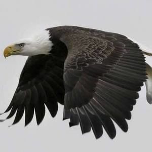 Meet your Posher, Aldebaran